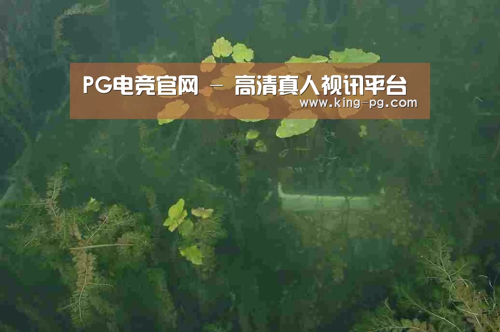 案例展示三