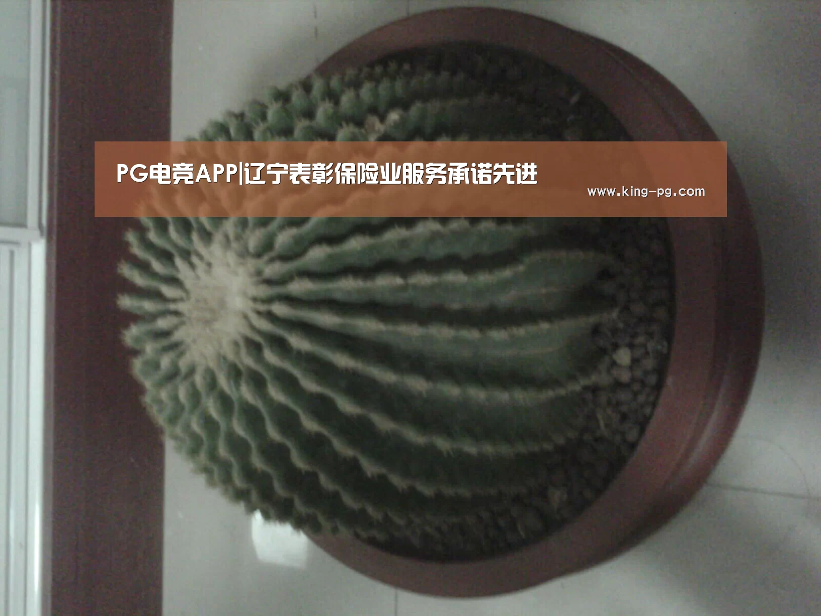 PG电竞APP|辽宁表彰保险业服务承诺先进(图3) PG电子